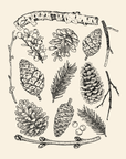 Pinecones · Heather T-Shirt